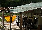 ここには11匹の犬と9匹の猫がいます。
