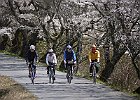 4月10日 吉野お花見サイク 