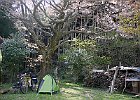 残念ながら「月桜」は前日の雨風で花を散らせてしまいましたが、その下にテントを張ります。