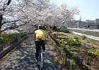 飛鳥川河畔を行きます