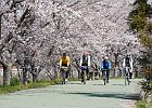4月8日 お花見サイク