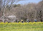 甘橿丘