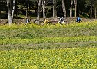 甘橿丘